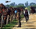 Blue helmet UN soldiers on an Amish Farm