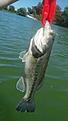 Caught a couple Bass at Strawberry Island