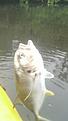 Pompano in Florida last year.