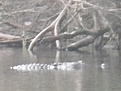 This guy went after my lure! Fortunately he didn't get it.